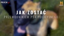 w tle zdjęcie psa oraz napis jak zostać przewodnikiem psa