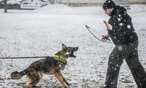 zdjęcie policjanta i psa