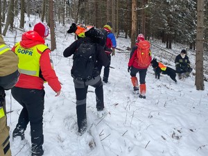 goprowcy oraz strażacy z psami w lesie